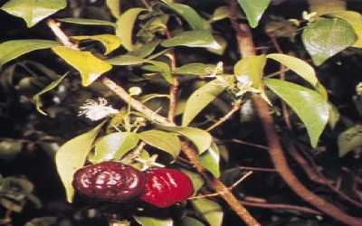 Sang Dewandaru, Cherry Belanda
